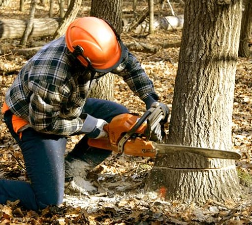 Tree Removal in Saint Helen, MI